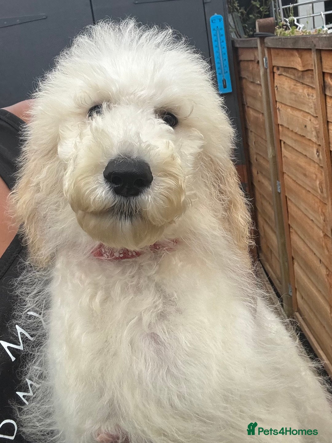 Standard Poodle dogs for sale: Champion Bloodline Standard Poodle Puppies - Image 3