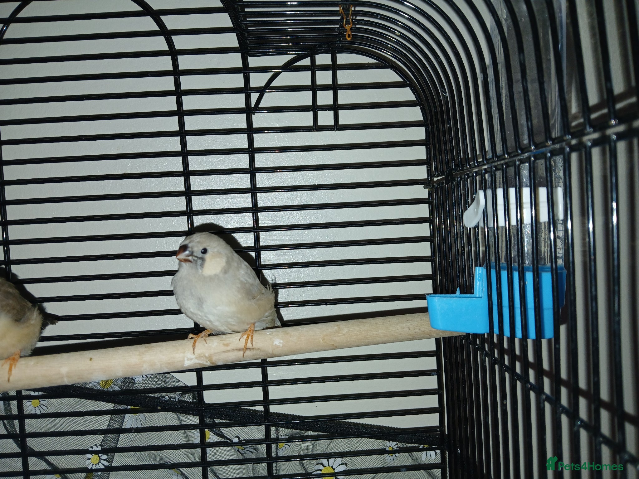 Finches birds Zebra finch chicks - Advert 2