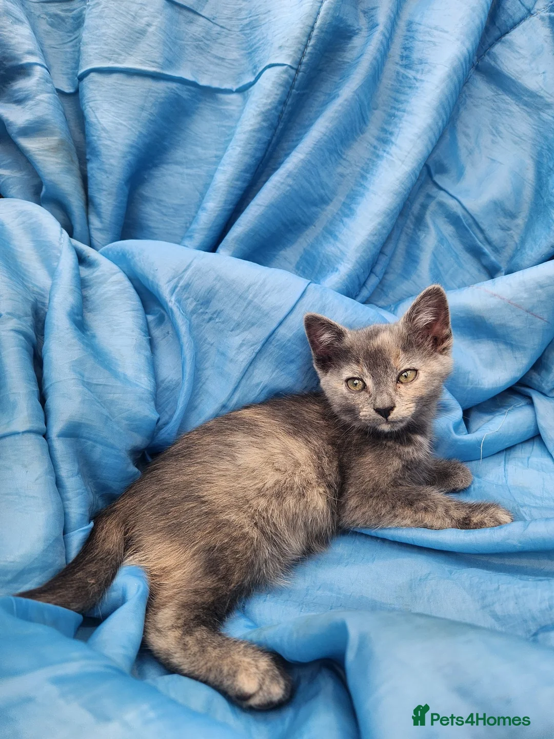 Mixed Breed cats for sale: Beautiful litter of mixed kittens  in Harpenden - Advert 2