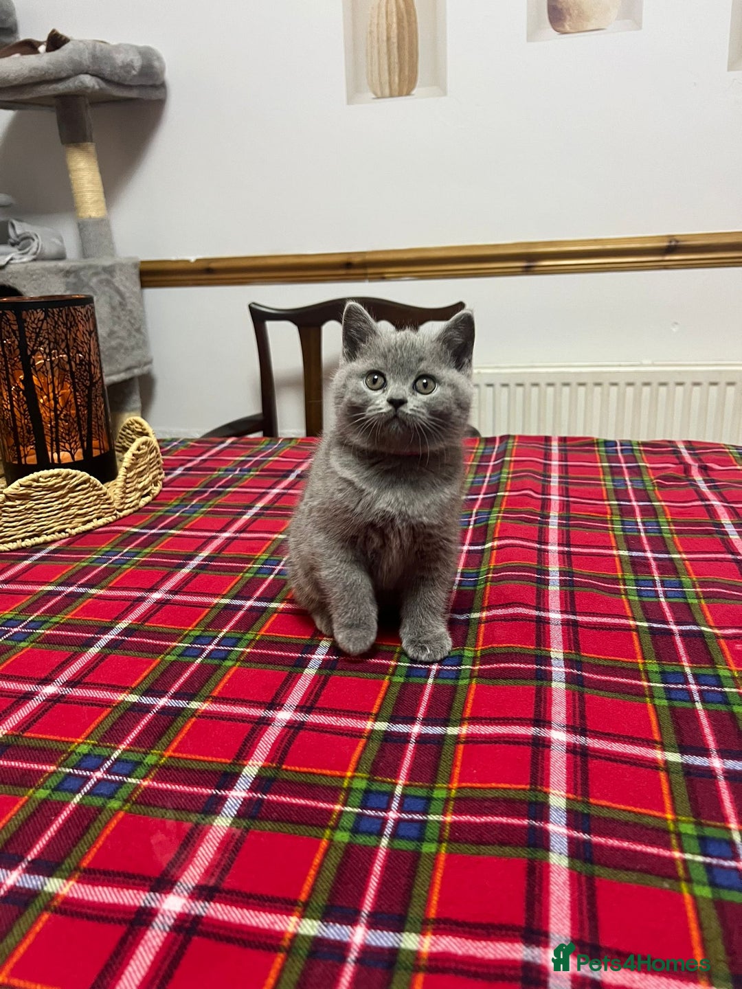 British Shorthair cats for sale: !!! Pure Blood Champions Pedigree BSH Kittens!!! - Advert 12