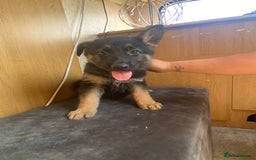 German Shepherd dogs for sale: German shepherd  - Image 15