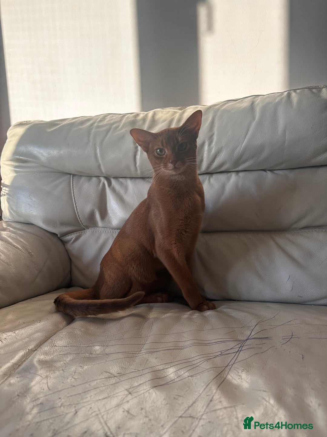 Abyssinian cats for sale: 🥰Active TICA registered Abyssinian male 🐈‍⬛  - Advert 5