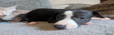 Whippet 10