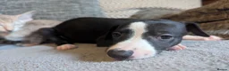 Whippet dogs for sale: Super friendly KC registered whippet pups - Advert 23