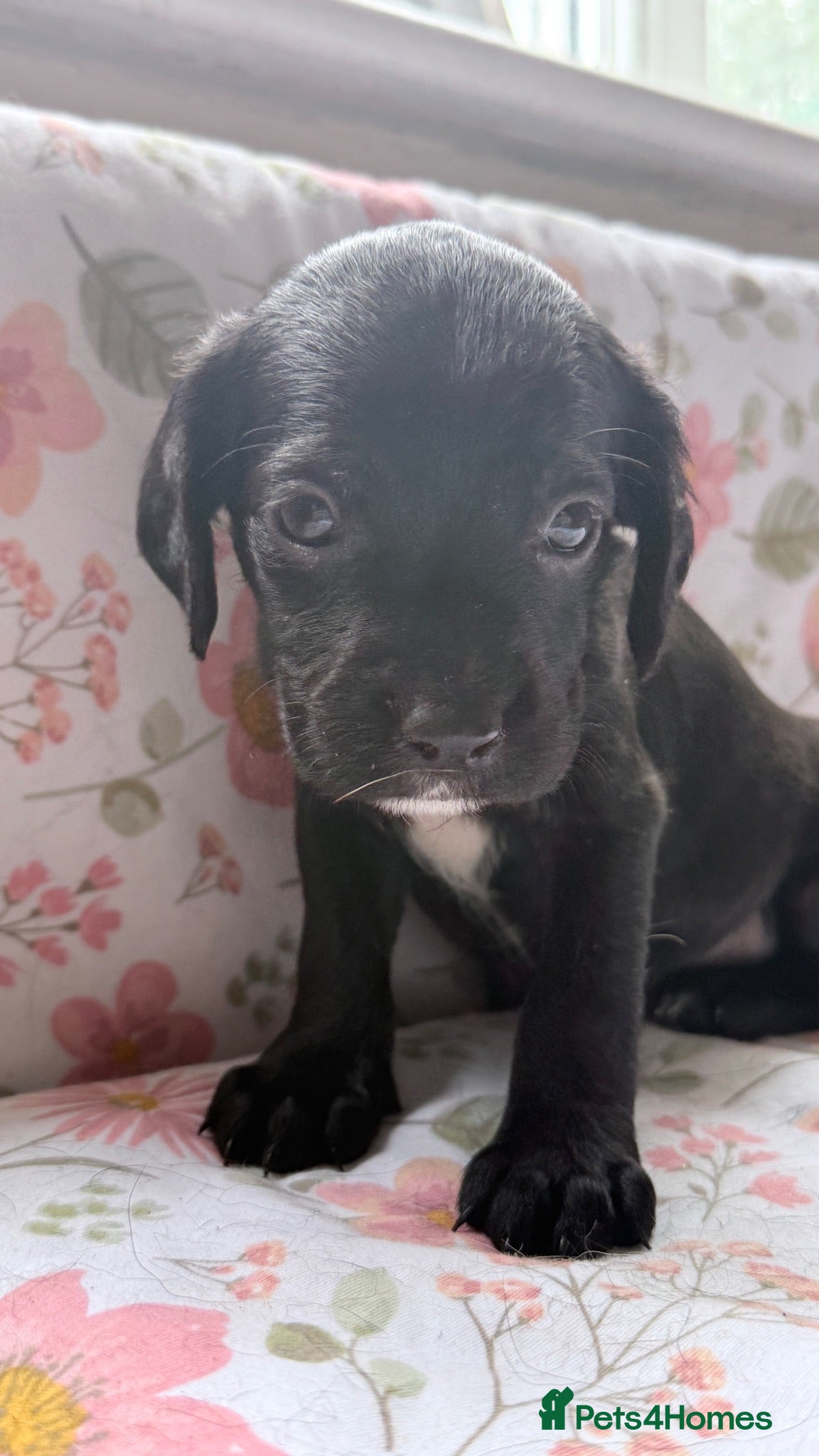 Springador dogs Beautiful Springador Puppies 🐾 - Advert 2