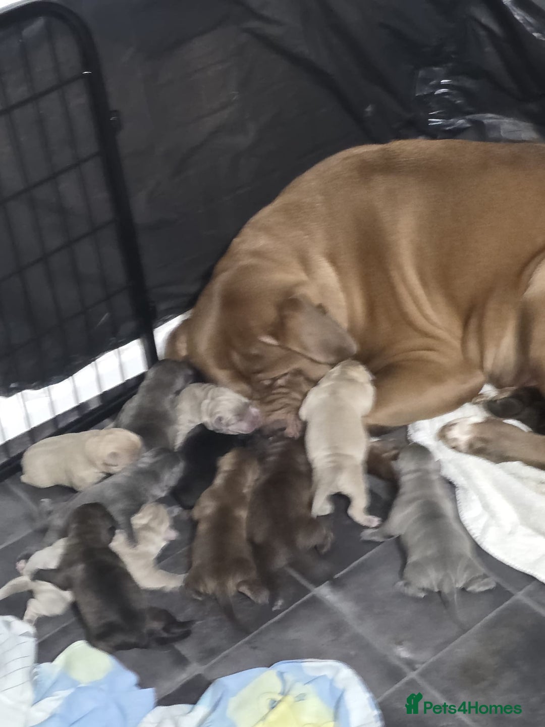 Mixed Breed dogs for sale: Puppies for Sale!! - Advert 9