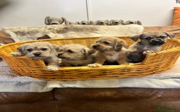 Jack Russell dogs for sale: super cuties Jack Russells  - Image 5
