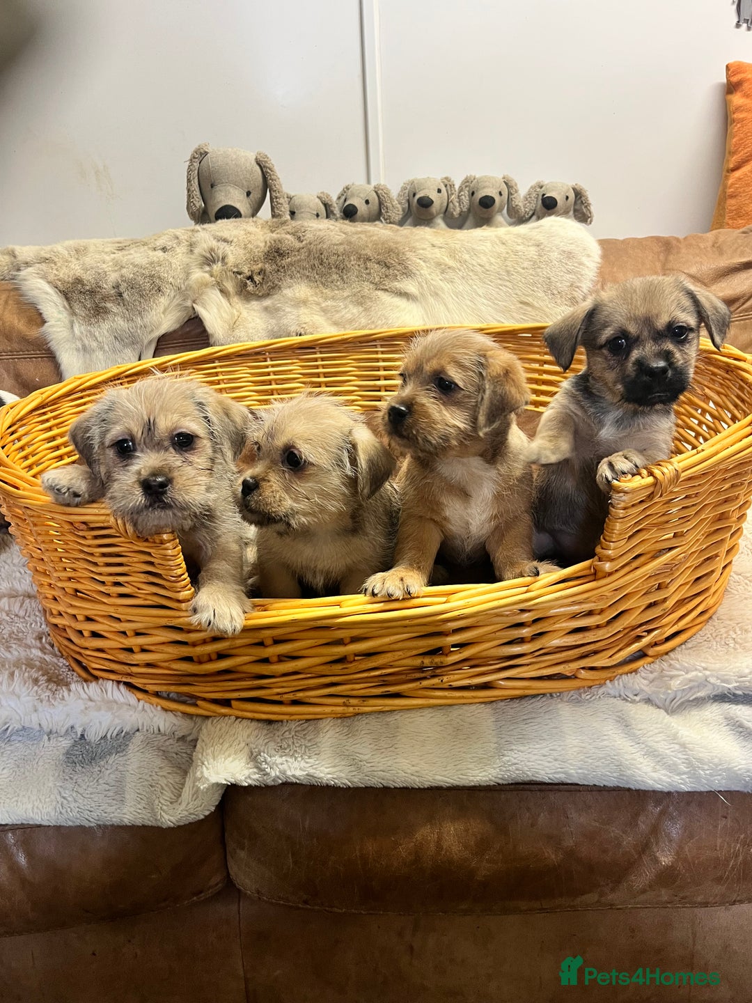 Jack Russell dogs for sale: super cuties Jack Russells  - Image 5