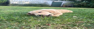 Labrador Retriever 2