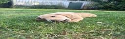 Labrador Retriever dogs for sale: Beautiful KC registered pups ready for their home - Advert 7