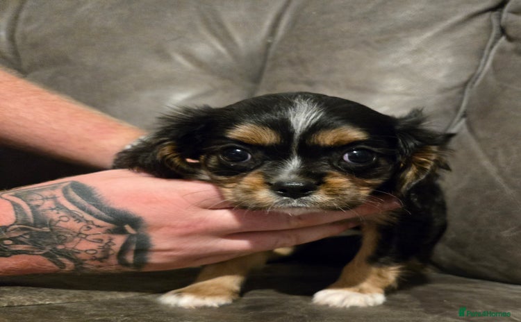 Cavalier King Charles Spaniel dogs - Advert 9