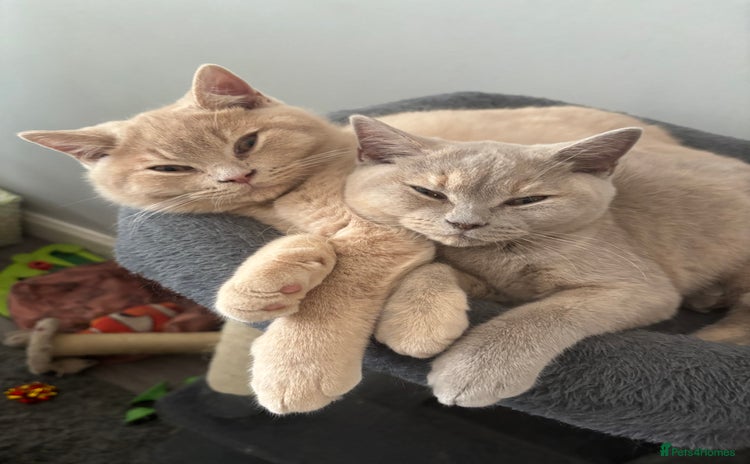 British Shorthair cats - Advert 1