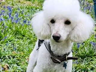 Toy Poodle dogs 💫Extensively Health tested Kc toy poodle male 💫 - Advert 13