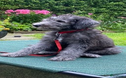 Bedlington Terrier dogs for stud: Bedlington Terrier - Liver - AGE5 in Darlington - Image 25