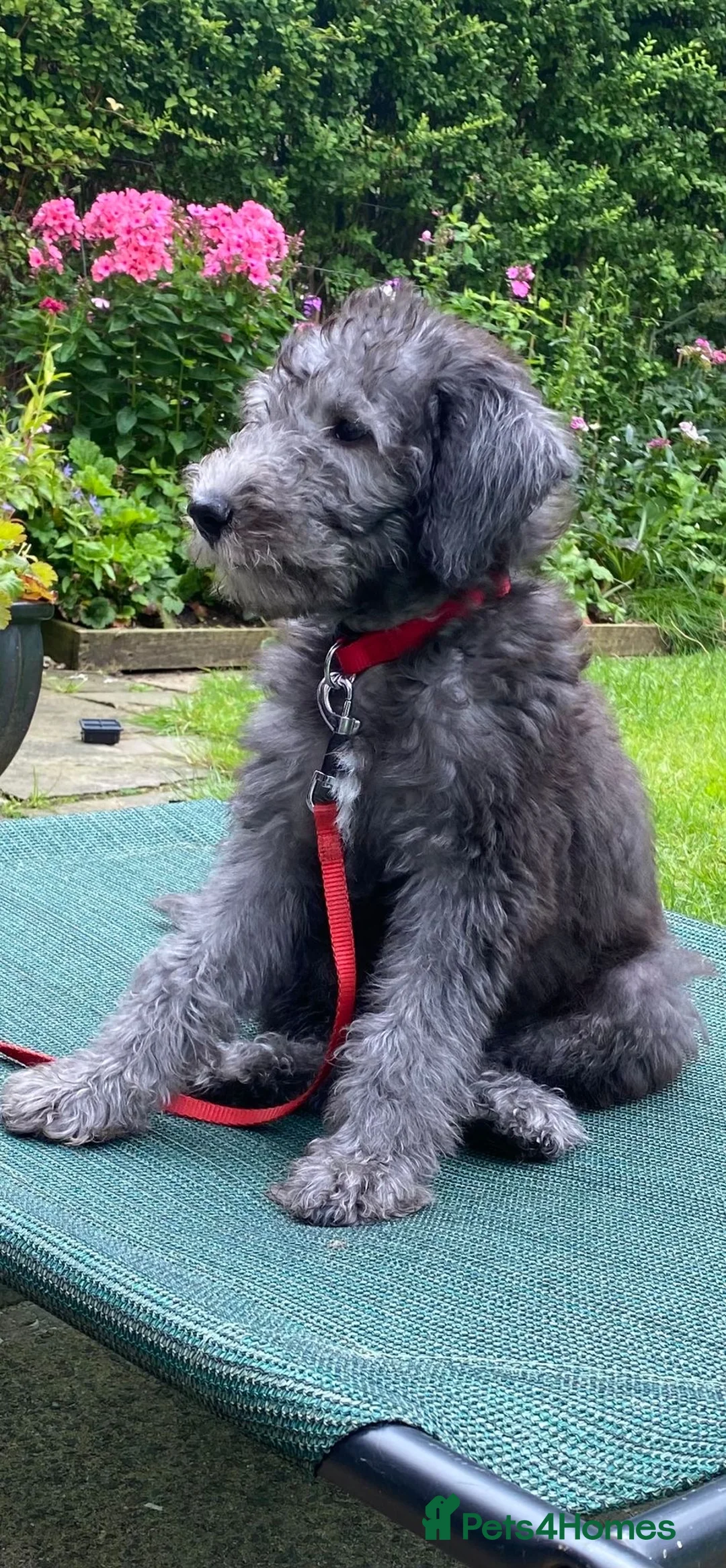 Bedlington Terrier dogs for stud: Bedlington Terrier Stud - Liver - AGE 6 - CT CLEAR in Darlington - Advert 29