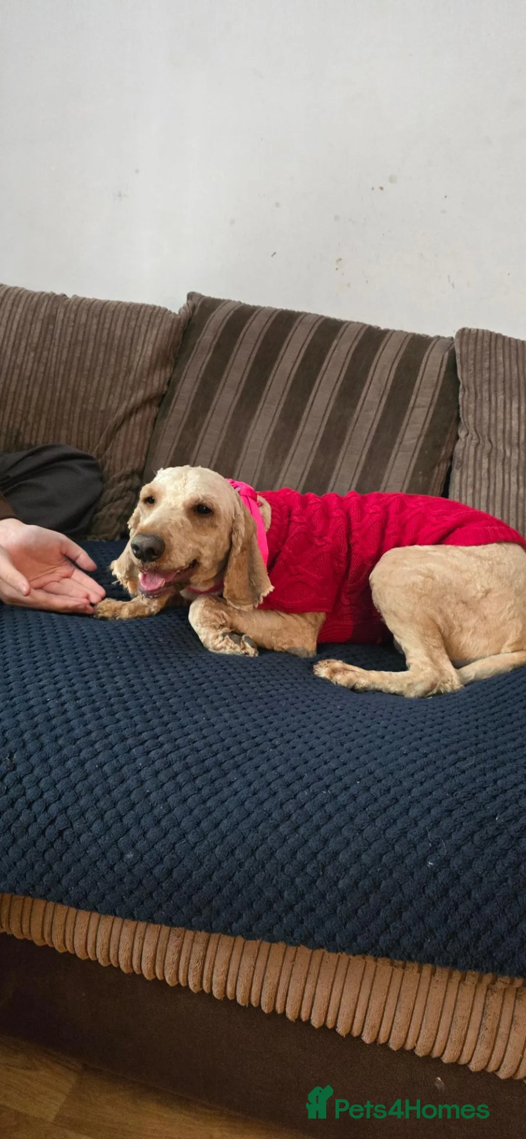 Cockapoo dogs for sale: Beautiful Red cockapoo- female in Shrewsbury - Advert 8