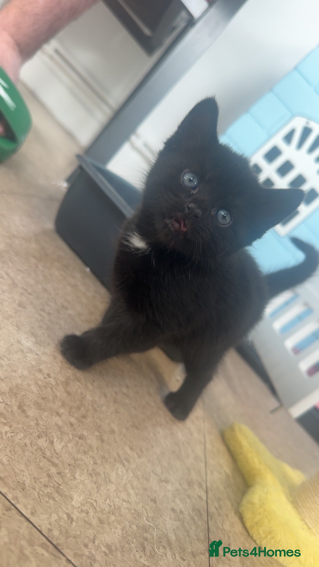 Bombay cats Beautiful girl kitten for sale  - Advert 18