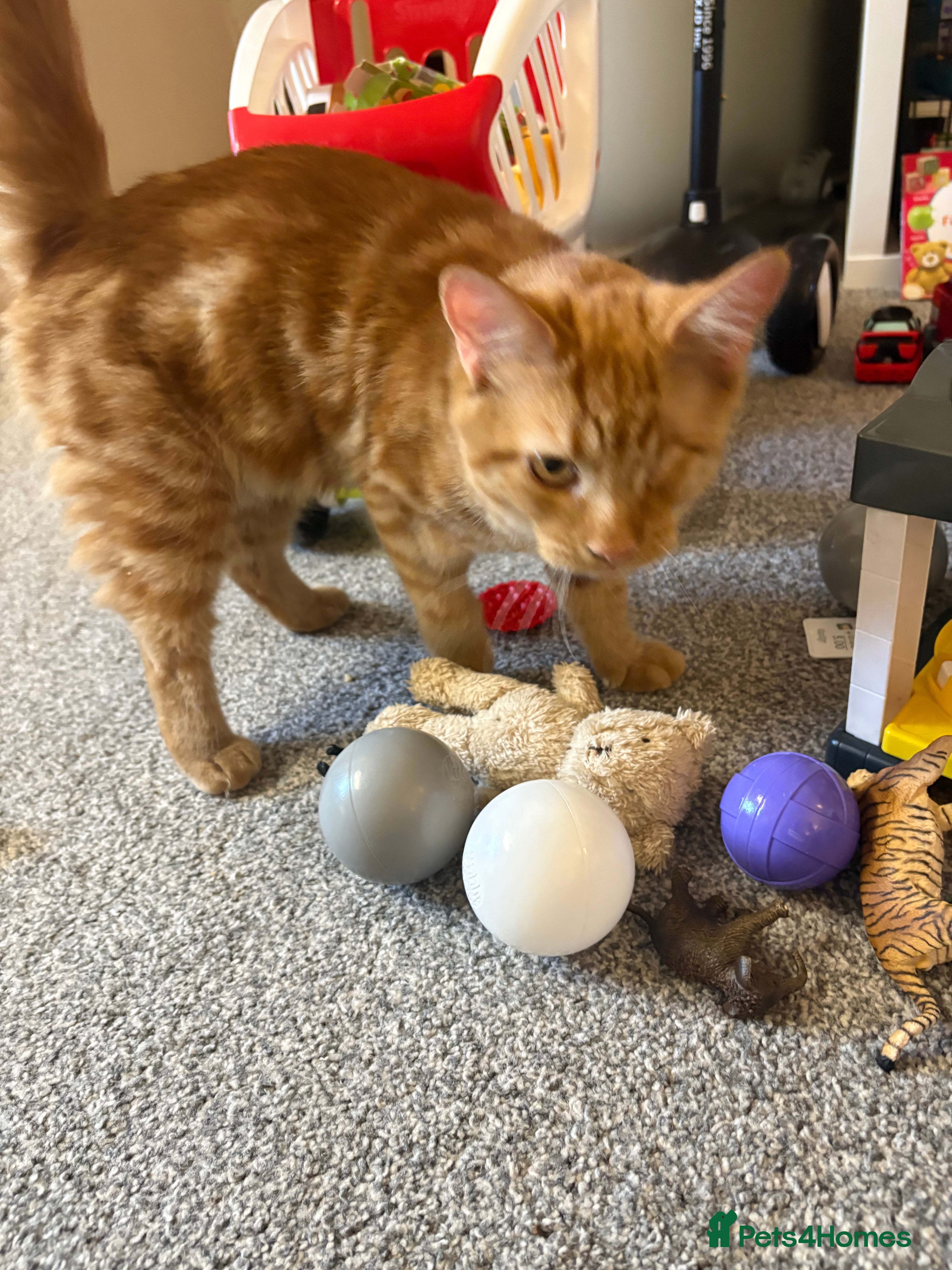 Mixed Breed cats TWO MALE BROTHERS NEEDING A NEW FAMILY - Advert 9