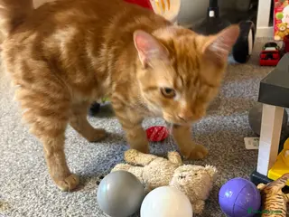 Mixed Breed cats TWO MALE BROTHERS NEEDING A NEW FAMILY - Advert 9