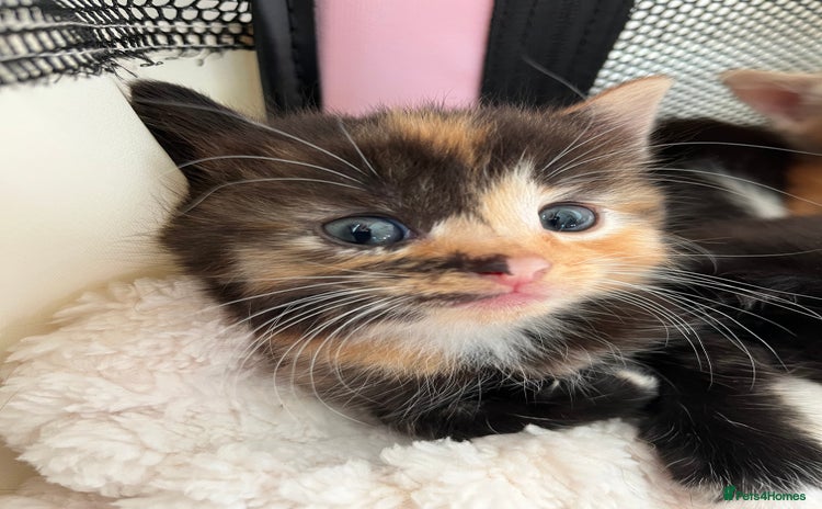 Persian cats - Advert 8