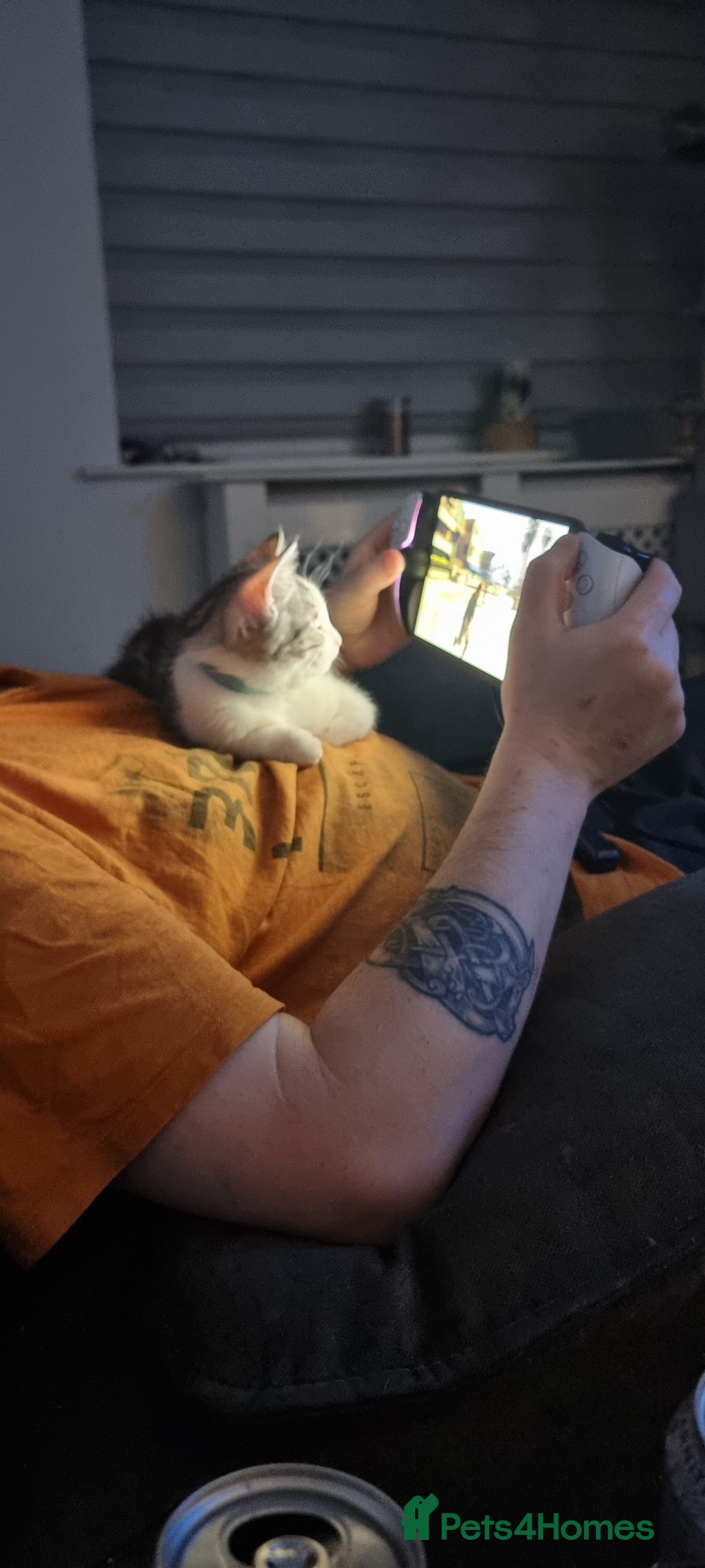 Mixed Breed cats for sale: A loveable Persian kitten - Advert 32