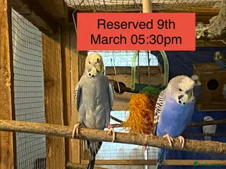 Budgerigars birds Reserved 1 pair of budgies - Advert 3