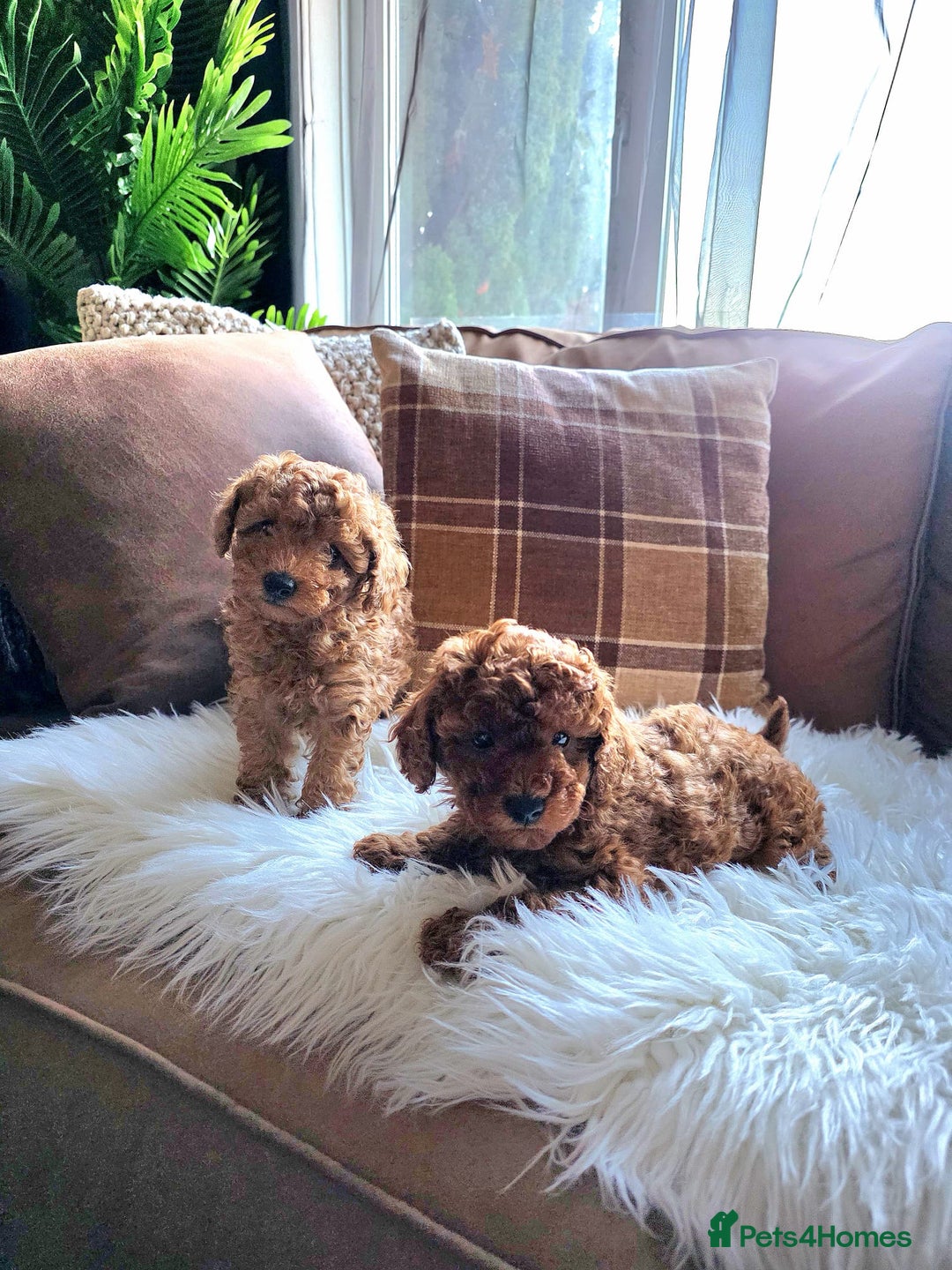 Toy Poodle dogs for sale: TINY RED KC PEDIGREE TOY POODLE PUPPIES - Advert 15