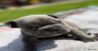 French Bulldog dogs - Advert 3
