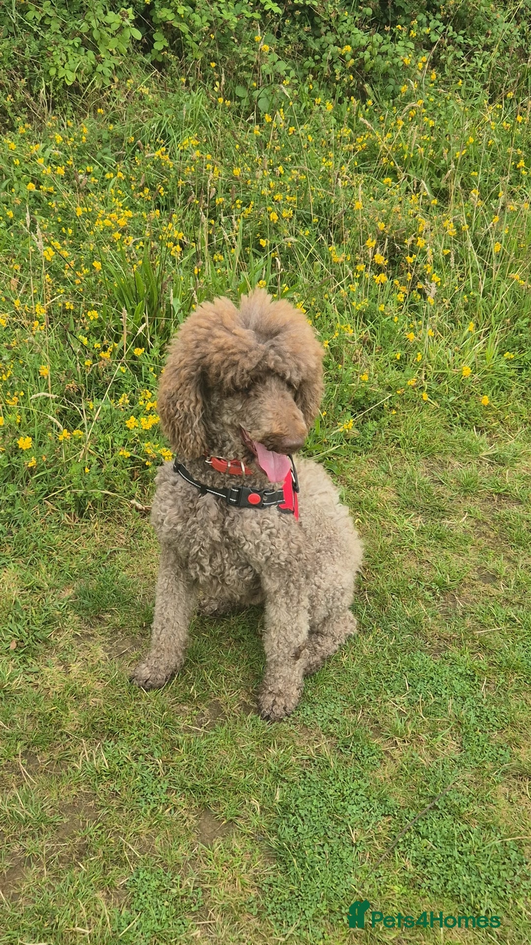 Poodle dogs for sale: Beautiful poodle pups - Advert 9