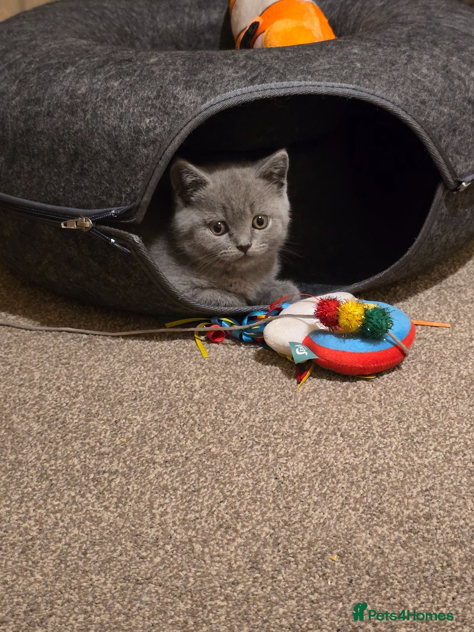 British Shorthair cats for sale: Adorable British shorthair kitten - Advert 1