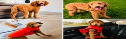 Australian Labradoodle dogs for sale: Pregnancy announcement 📣 waiting list now open 📣 - Advert 3