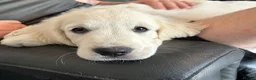 Golden Retriever dogs for sale: Kc golden retriever  - Advert 4
