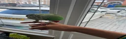 Parrots birds for sale: Alexandrian Raw parrot  & Yellow ring neck - Advert 2