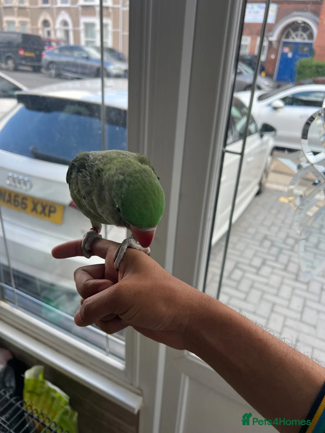 Parrots birds for sale: Alexandrian Raw parrot  & Yellow ring neck - Advert 2