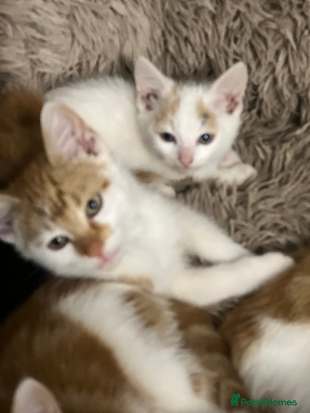 British Shorthair cats for sale: Bundle of joy  - Image 10