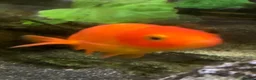 Goldfish fish for sale: Xl goldfish  - Advert 7