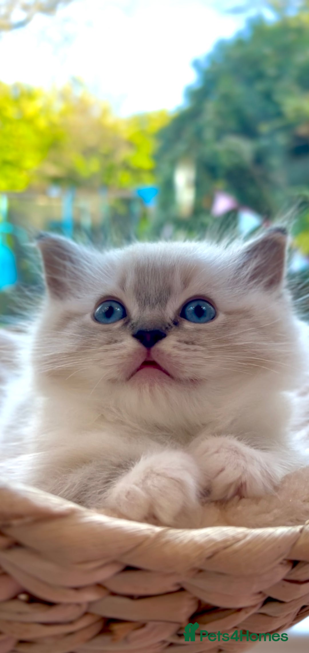 Ragdoll cats for sale: GCCF Registered. Grand Champion Bloodlines. - Advert 27