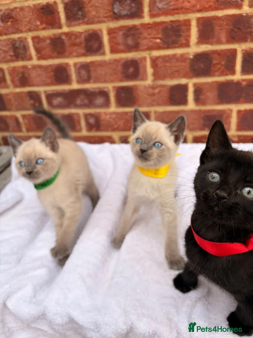 Ragdoll cats for sale: 3 beautiful male kittens in Ipswich - Advert 19