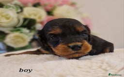 Doxiepoo dogs for sale: Daxipoo  - Image 12