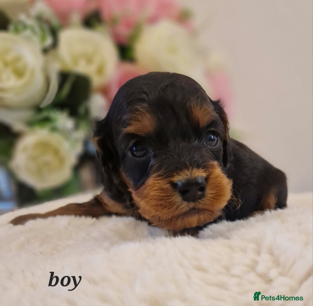 Doxiepoo dogs for sale: Daxipoo  - Image 12