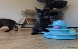 Maine Coon cats for sale: Purr Machines Ready Now - GCCF Reg Maine Coons - Image 19