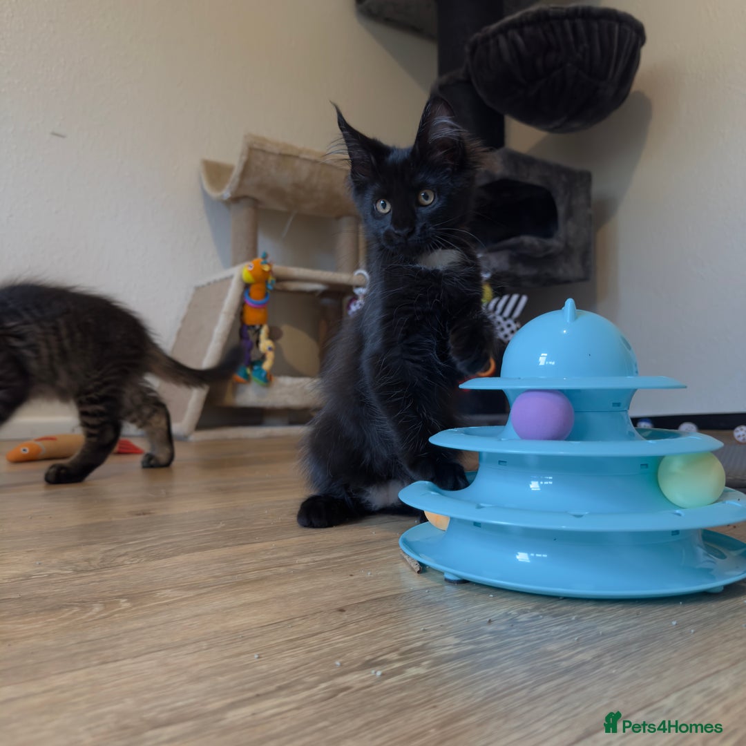 Maine Coon cats for sale: Purr Machines Ready Now - GCCF Reg Maine Coons - Image 19