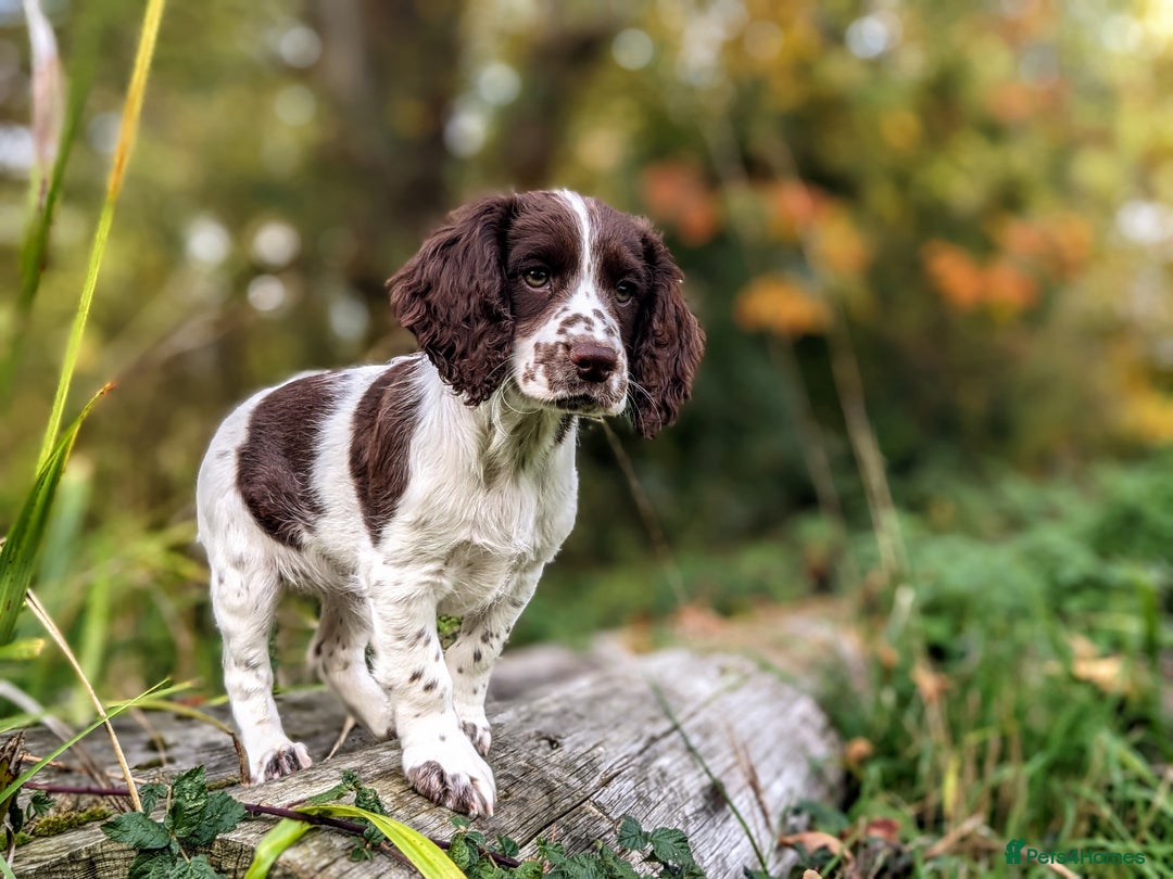 Cocker Spaniel dogs for sale: Beautiful Cocker Spaniel Puppy - Image 16
