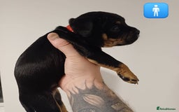 Mixed Breed dogs for sale: British Bulldog, Staffy Cross Pups - Advert 3