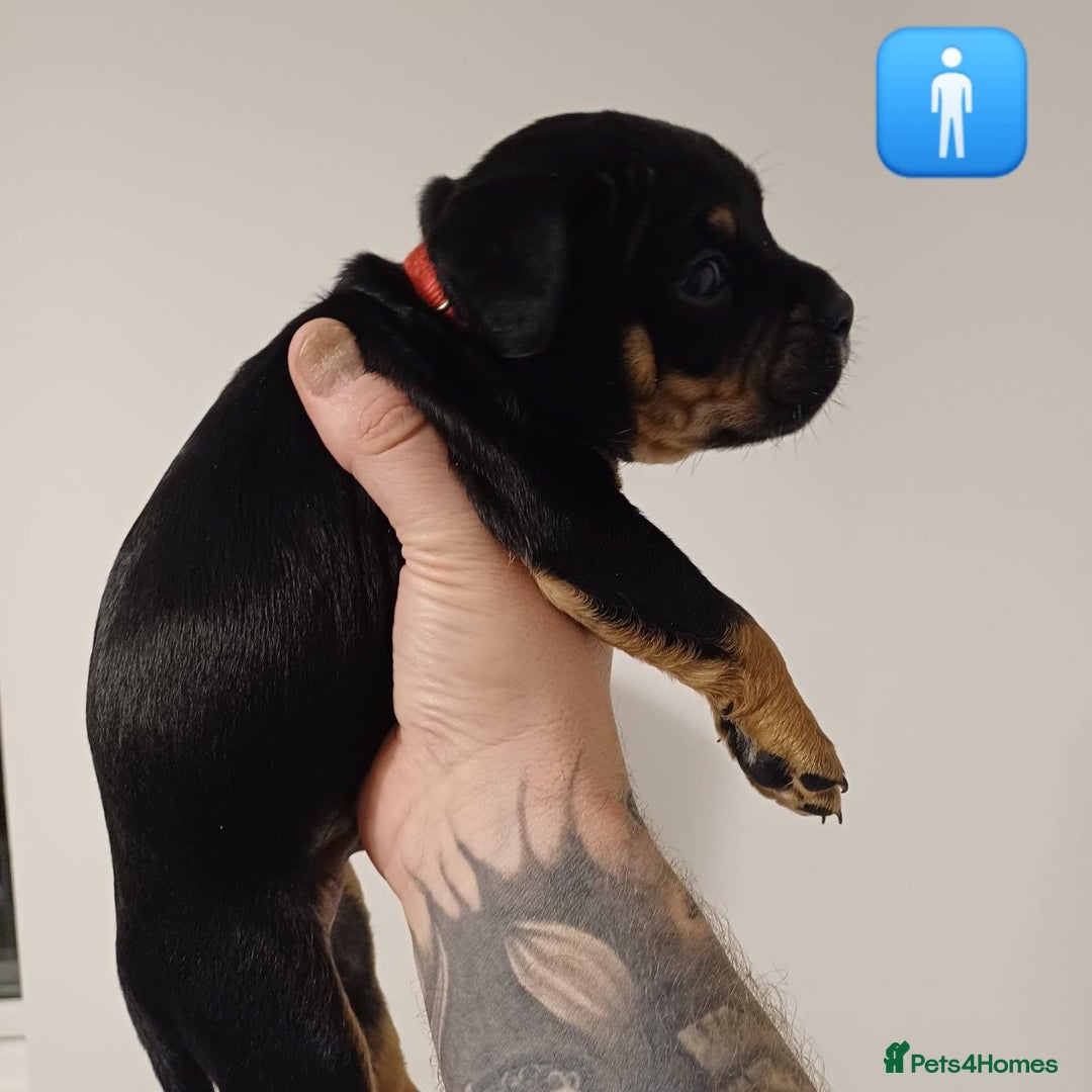 Mixed Breed dogs for sale: British Bulldog, Staffy Cross Pups - Advert 3