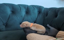 Cocker Spaniel dogs for sale: 🐾Pedigree Show cocker spaniel puppies🐾 - Image 11
