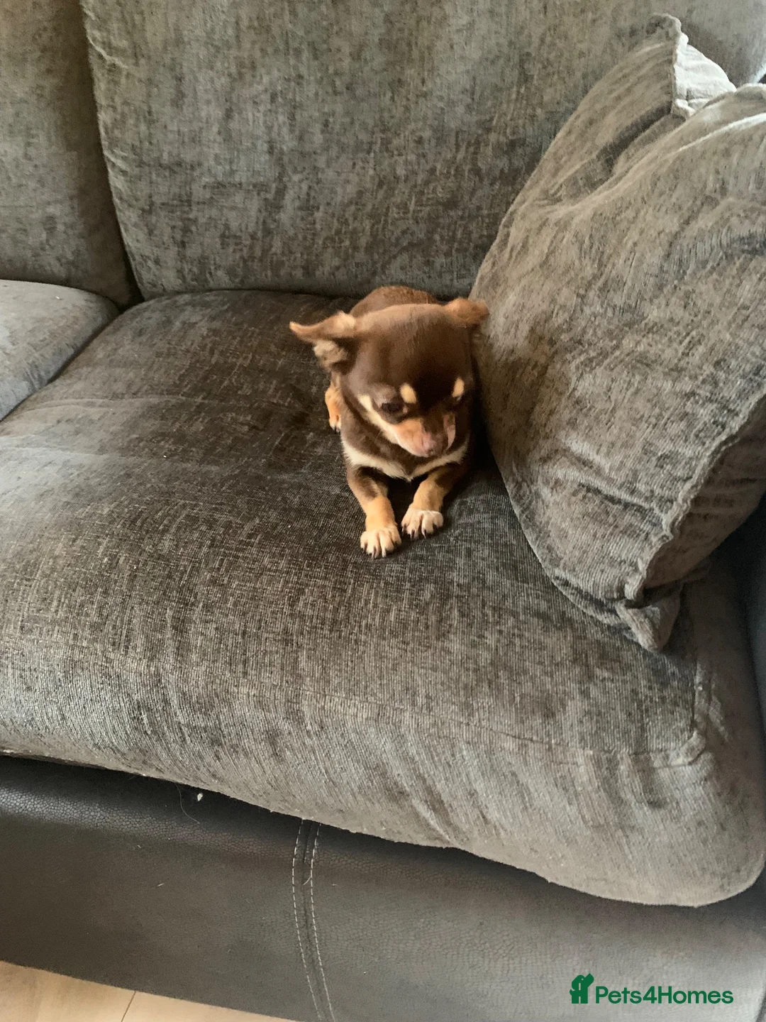 Chihuahua dogs for sale: Coco stunning chihuahua girl  - Advert 8