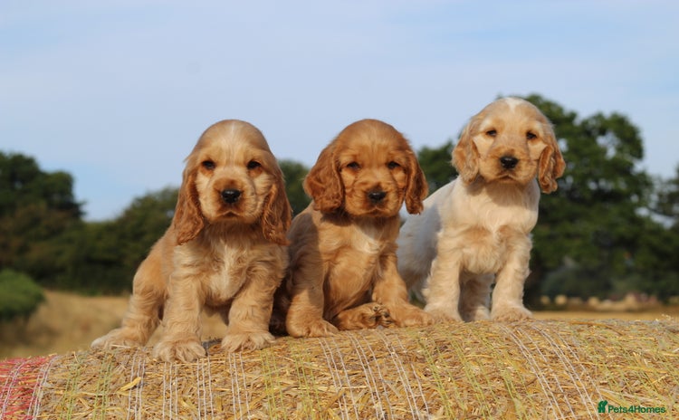 Cocker Spaniel dogs - Advert 7