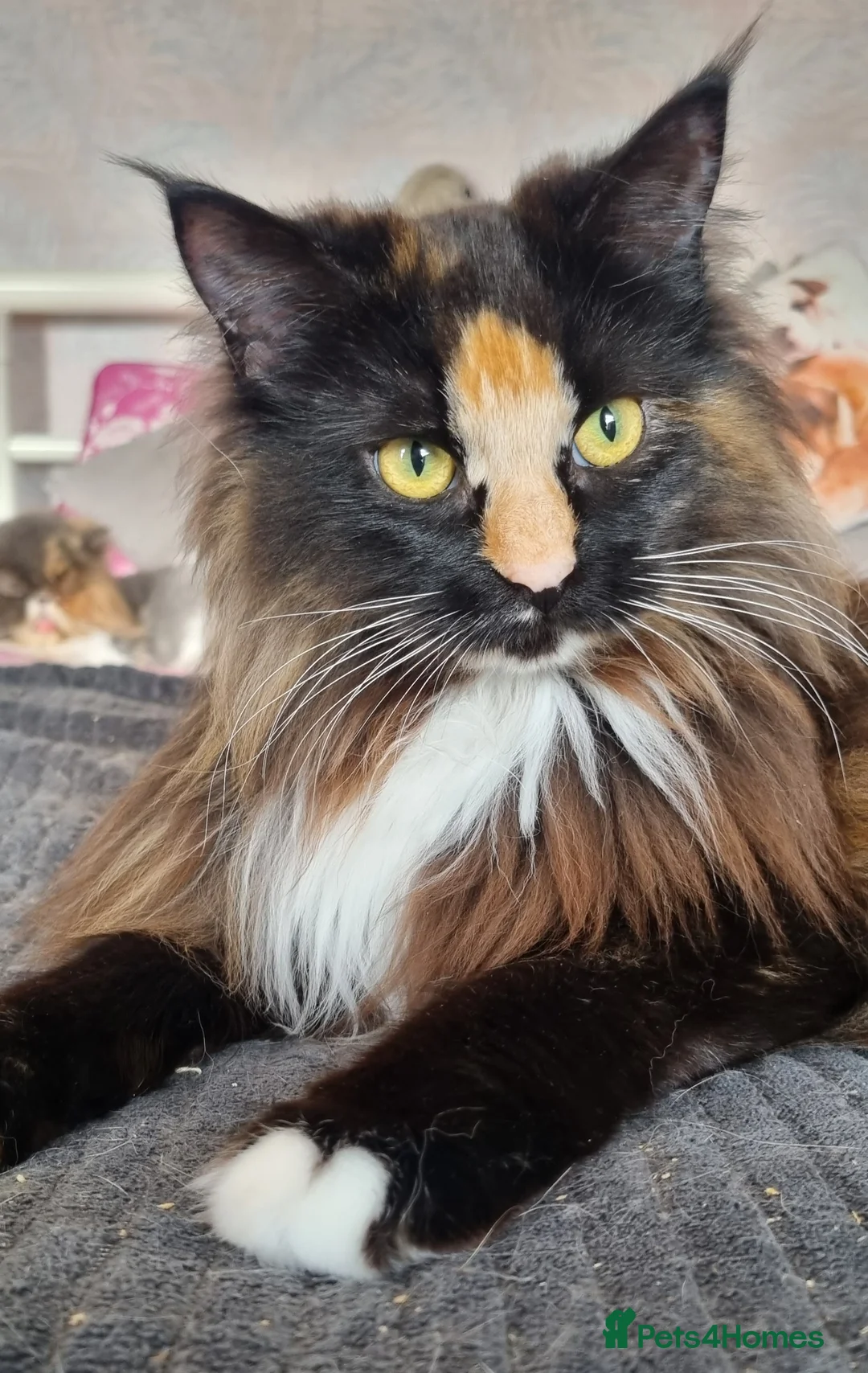 Maine Coon cats for sale: Two sisters looking for 5 star loving homes - Advert 3