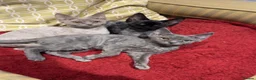 Devon Rex cats for sale: Beautiful lilac Devon Rex girl  - Advert 1